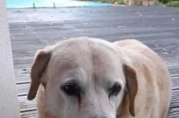 Labrador âgé disparu à Treillières - photo
