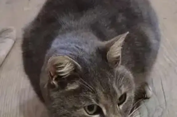 Chat trouvé Allex, photo: Chatte maigre et sociable trouvée à Allex