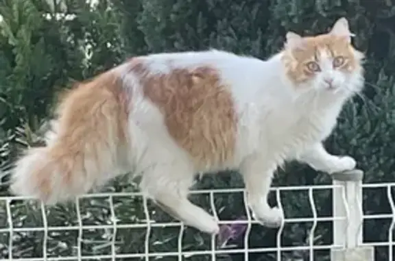 ¡Gato Perdido en Herrera, Cantabria!