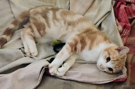 Animaux trouvés , photo: Jeune chat mâle trouvé affaibli Bellac 87