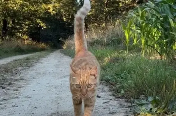 Seltic, chat roux perdu à Melesse - photo