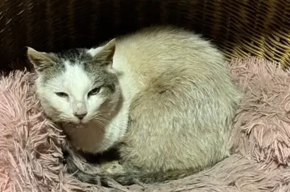 Chat malade trouvé rue Chamarande - photo