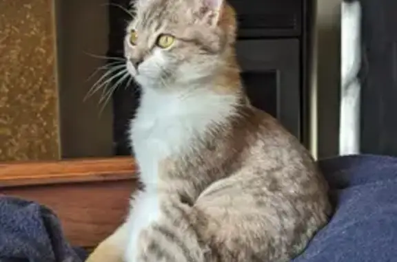 Chat perdu, , photo: Chatte beige-gris perdue à Sazos