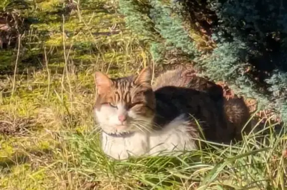 Chatte trouvée à Bourges, non identifiée - photo