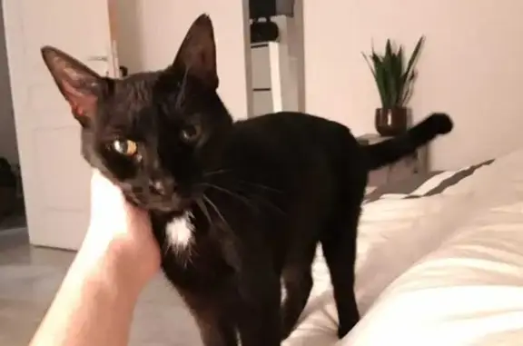 Chat perdu, Mons-en-Pévèle, photo: Chatte noire perdue, Mons-en-Pévèle