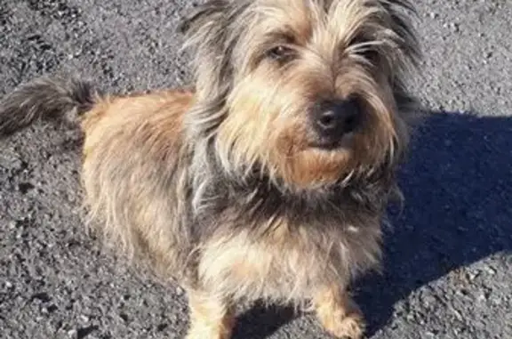 Animaux trouvés , photo: Chien sociable trouvé à Saint Salvadou