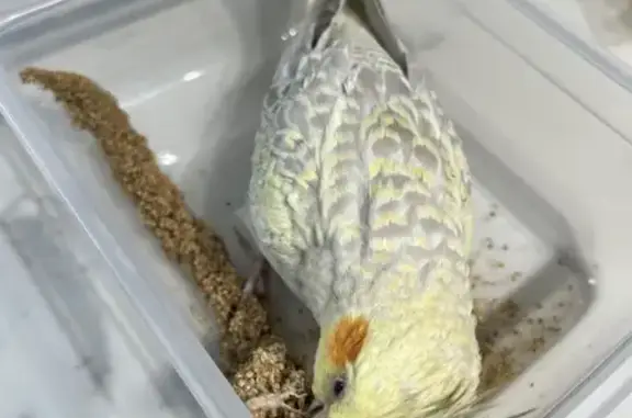 Lost Cockatiel: Yellow & Grey...