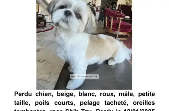 Shih Tzu perdu près de la gare de Sucy - photo
