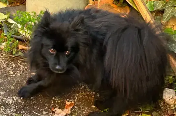 Spitz noir 8 ans perdu à Marseille - photo