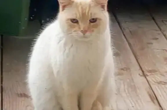 Animaux perdus , photo: Chatte blanche disparue à Toulouse