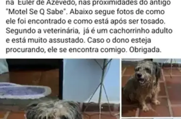 Cachorro Macho Encontrado em Campo Grande