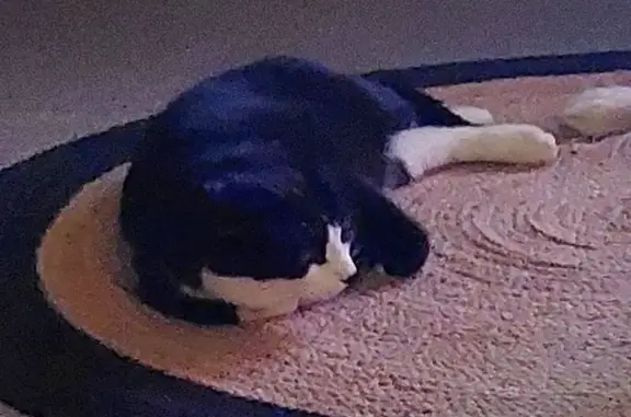 Chat noir et blanc perdu à Ceyrat - photo