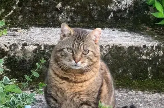 Chat perdu, , photo: Chat tigré mâle perdu à Plappeville