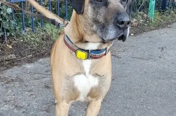Chien perdu Linas, photo : Chien Manx disparu à Linas