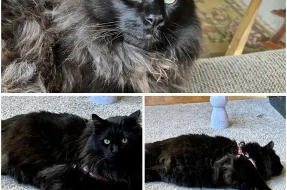 Help Find Missing Black Cat - Lee's Summit