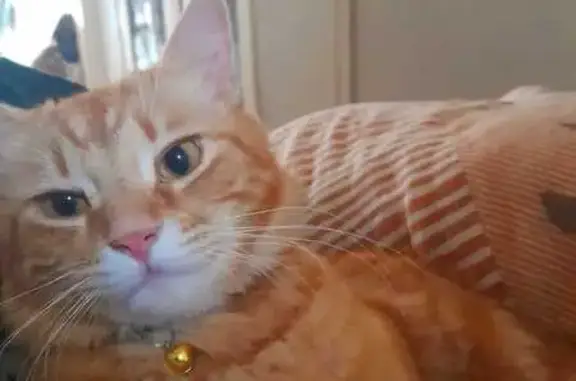 Animaux trouvés Béziers, photo: Chat roux perdu à Béziers, répond à Timmy