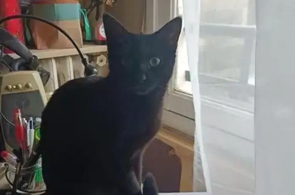 Chat perdu, Clamart, photo: Chat noir perdu, Rue Condorcet, Clamart