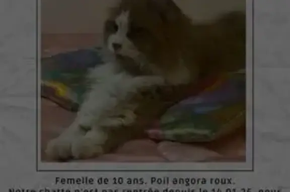 Animaux perdus Saint-Marcel, photo: Chatte rousse angora perdue à Saint-Marcel