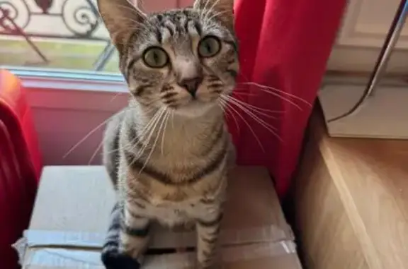 Animaux perdus Asnières-sur-Seine, photo: Chatte grise disparue à Asnières-sur-Seine