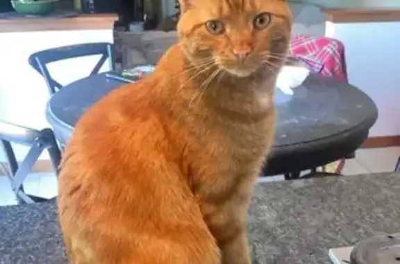 Lost: Nervous Dark Orange Male Cat