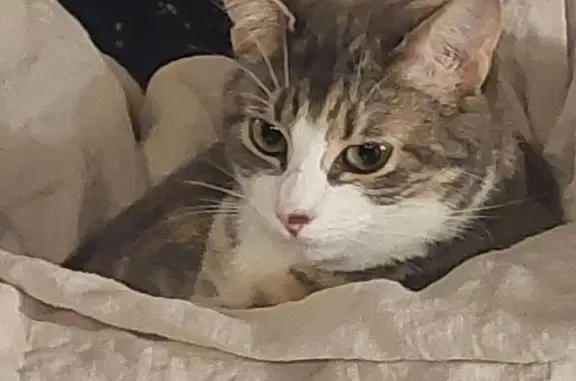 Animaux perdus , photo: Chatte tigrée 1 an perdue à Cherbourg