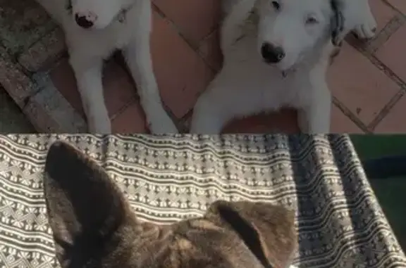 Chiens perdus Tonneins : Bonnie, Clyde, Mila - photo