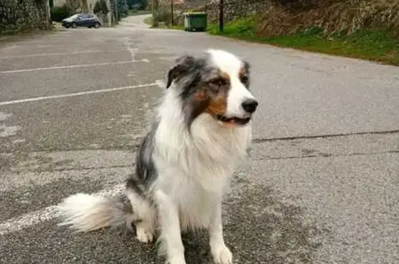 Chien perdu Joyeuse, photo : Berger australien perdu à Joyeuse