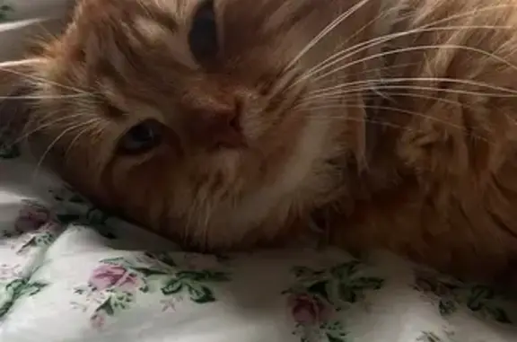 Chat roux perdu près clinique vétérinaire - photo
