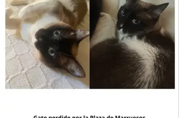 ¿Has visto a nuestro gato en Almuñécar?