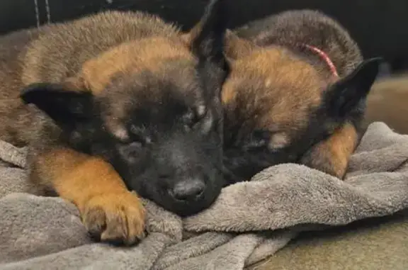 Chien perdu , photo : Chiot malinois perdu à Vazerac