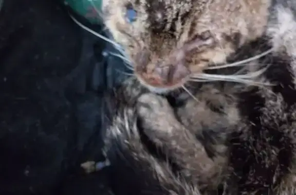 Chat trouvé Pérols, photo: Chat âgé trouvé à Pérols, soins urgents
