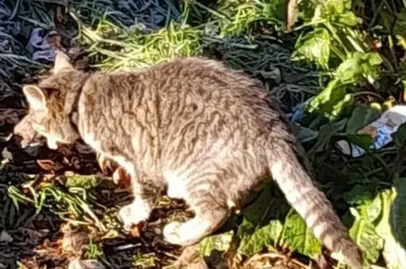Chaton gris blessé trouvé à Ambazac - photo