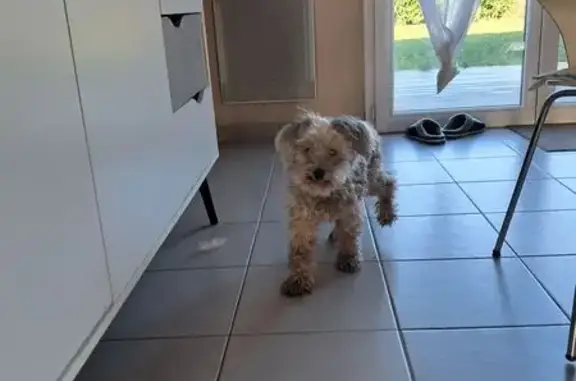 Chien trouvé , photo: Bichon frisé blanc-gris trouvé, Germond-Rouvre