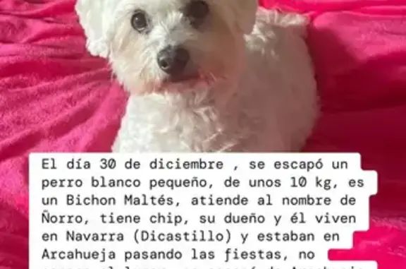 ¡Ayuda! Perro perdido en Arcahueja, León