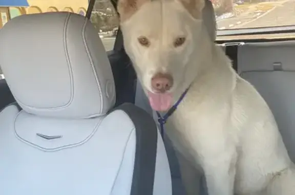 Lost White German Shepherd/Husky Found