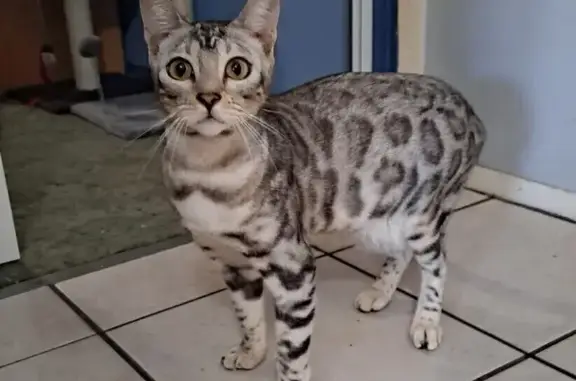 Missing: Silver Bengal Cat in Blacktown