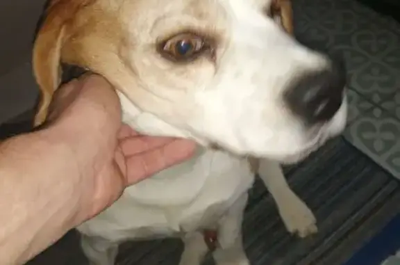 Beagle sociable trouvé à Cressy - photo