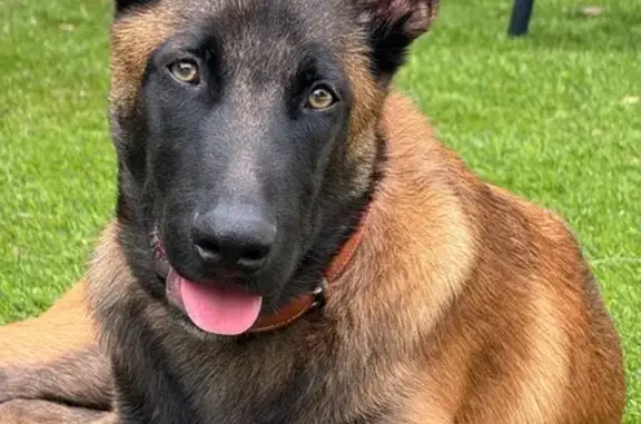 Chien perdu Saint-Victoret, photo : Jeune malinois perdu à Saint-Victoret