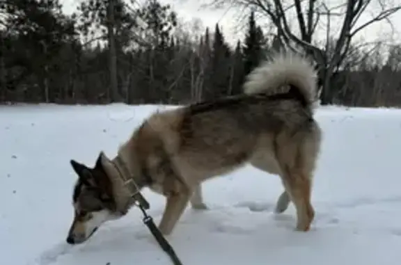 Lost Elkhound Husky: Sweet, Skittish