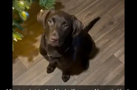 Lost: Male Chocolate Lab, 5 Months, Nashville