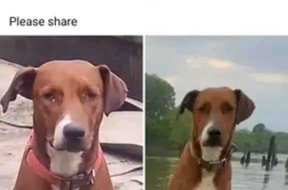 Lost Rhodesian Ridgeback in Pine Bluff