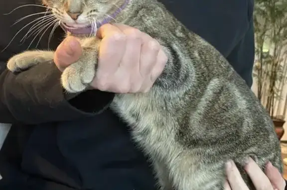 Sweet Tabby Cat Found on 7th S...