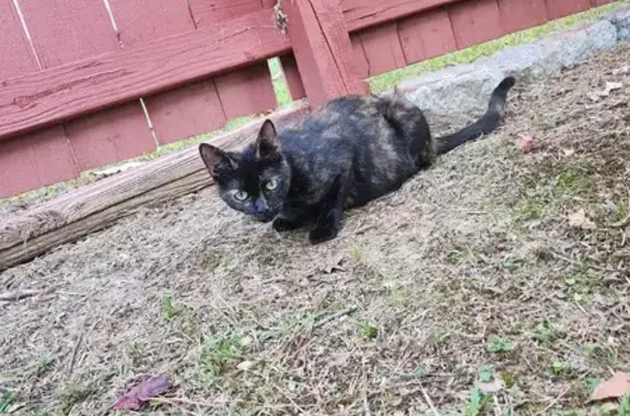 Missing Tortoiseshell Cat in Suwanee