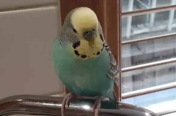 Lost Budgie Near Preston Police Station