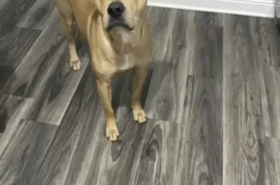 Lost Yellow Lab Mix on Main St, Matteson