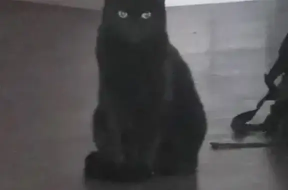 Animaux perdus Sedan, photo: Chatte noire perdue à Sedan, Rue Garenne