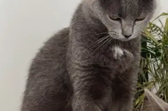 Animaux perdus Bourgogne-Franche-Comté, photo: Chat gris disparu à Tonnerre