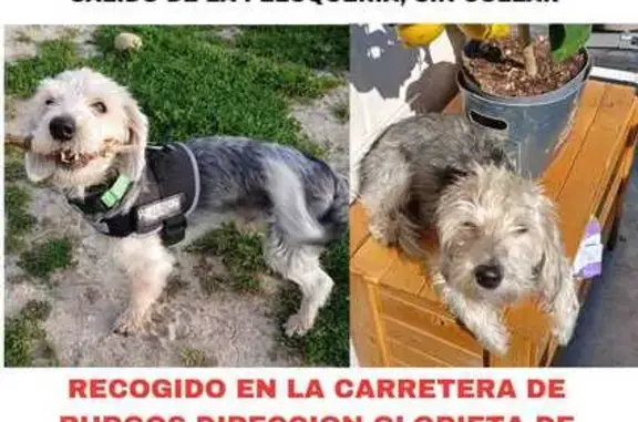 Perro Mestizo Perdido en San Sebastián