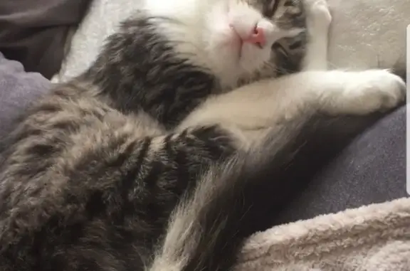 Chat perdu, Grasse, photo: Chat européen disparu à Grasse