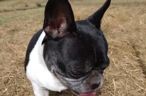 Chien perdu Muret, photo : Bulldog noir et blanc perdu à Muret